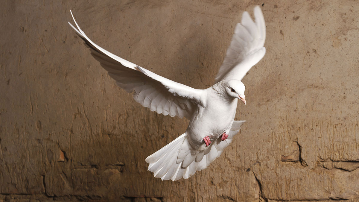 Libra animal dove