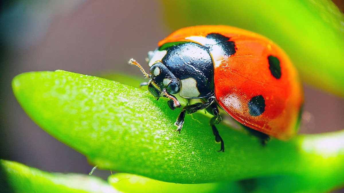 Libra animal ladybug