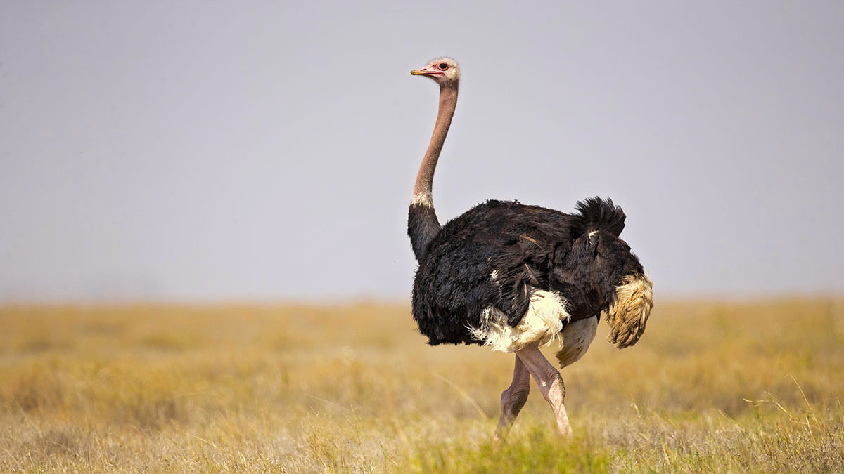 Libra animal ostrich