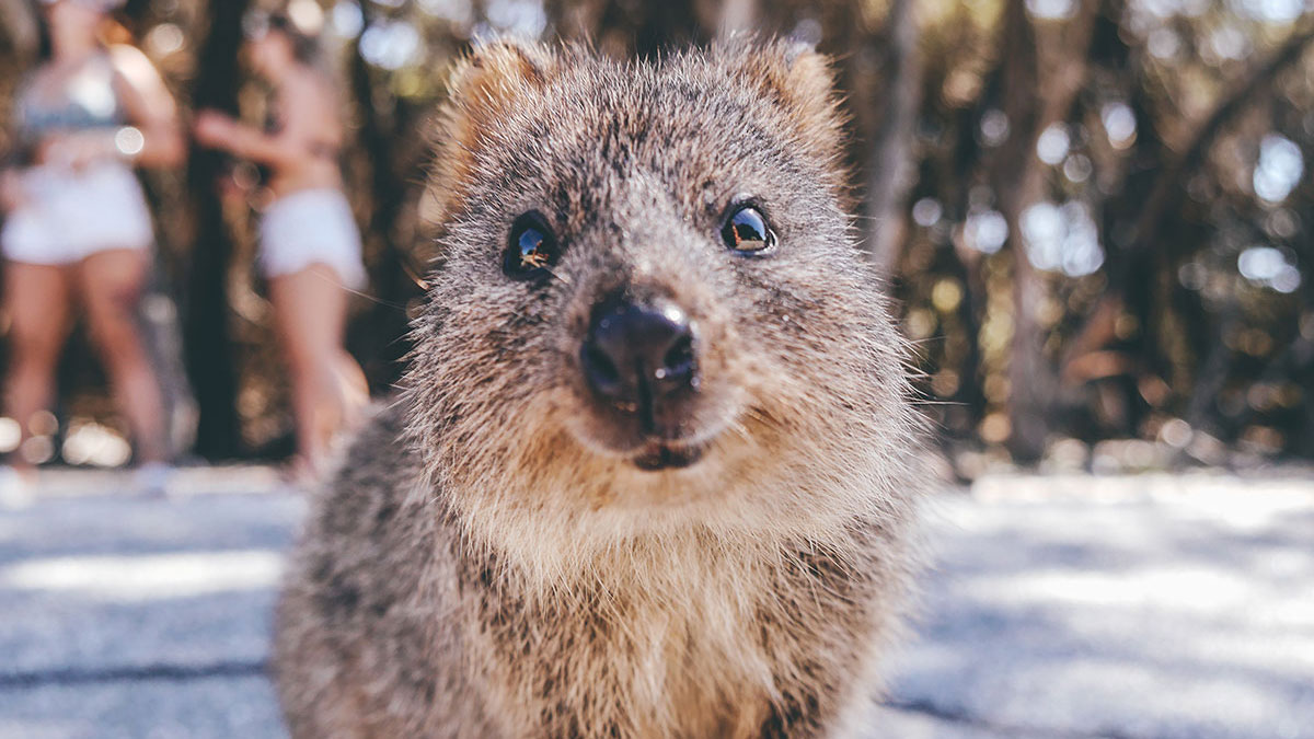 Libra animal quokka