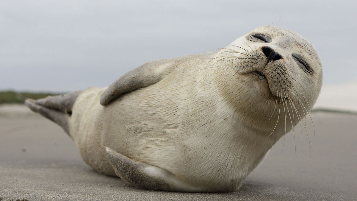 Libra animal seal