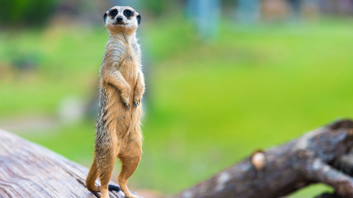 Libra woman animal meerkat