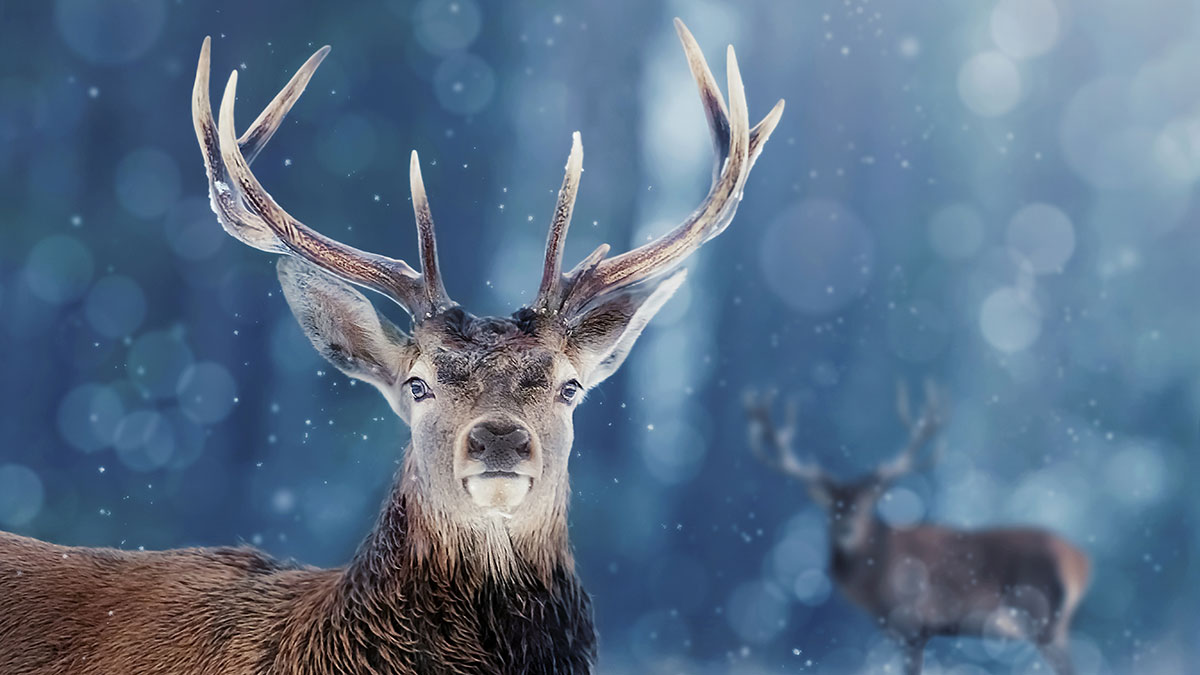 Pisces animal deer