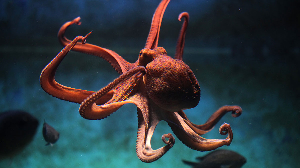 Pisces animal octopus