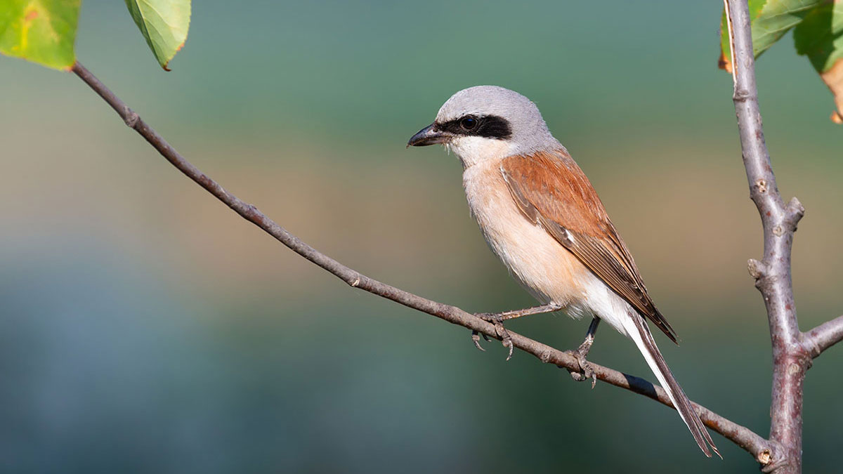 Pisces animal shrike