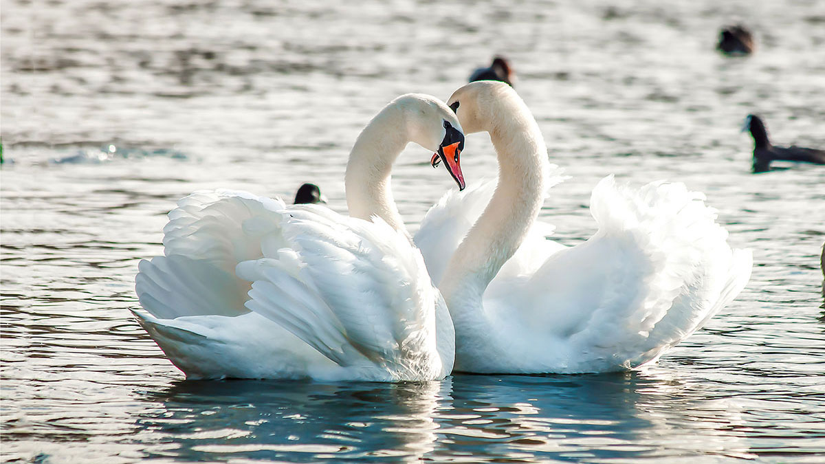 Pisces man animal swan