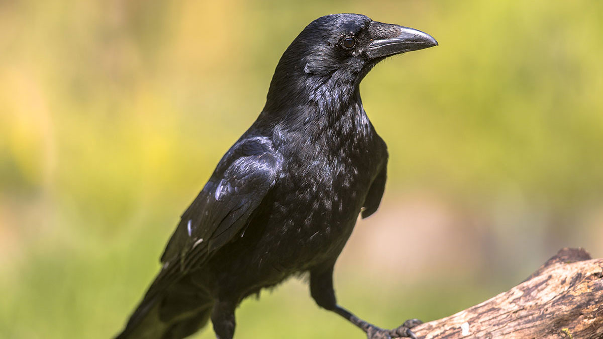 Pisces woman animal crow