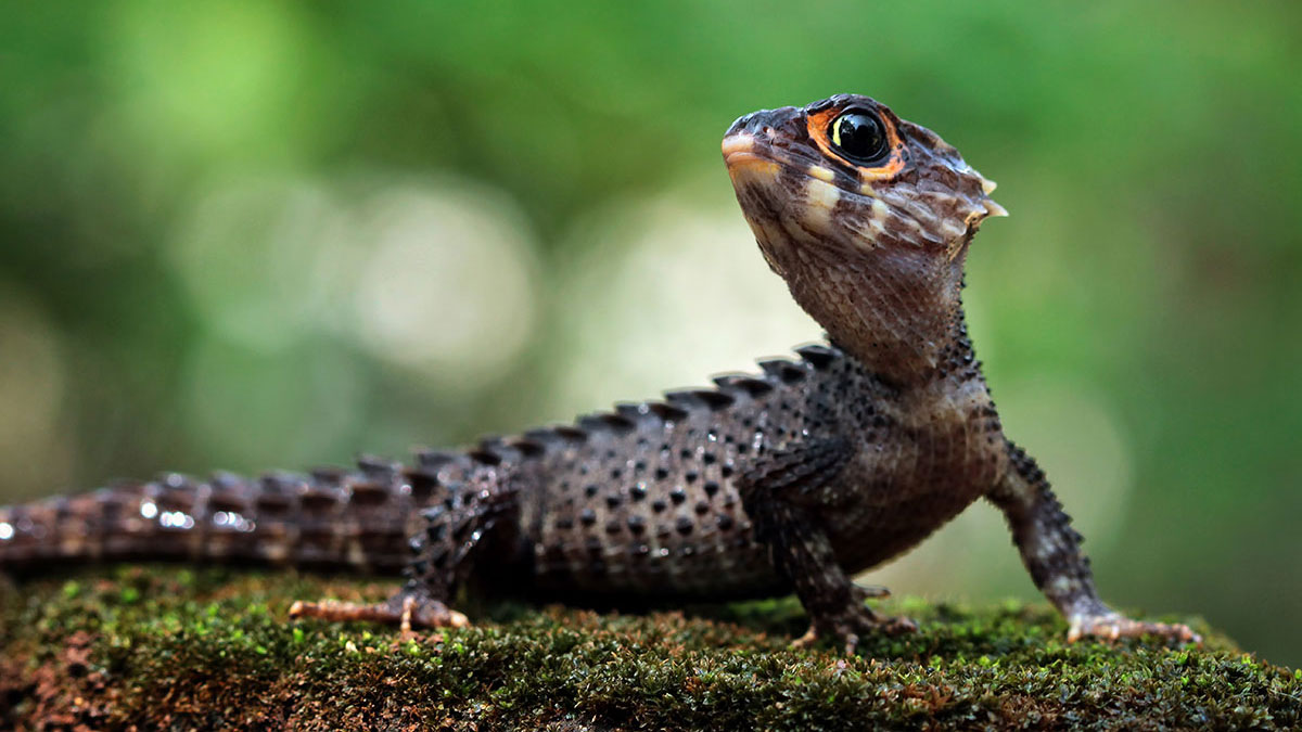 Pisces woman animal skink