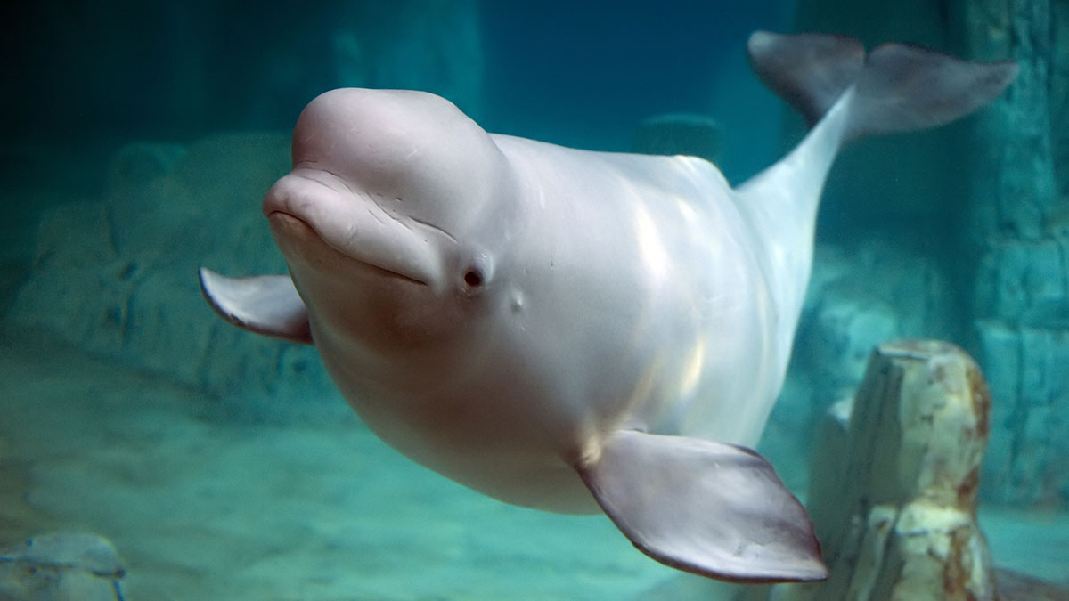 Sagittarius animal beluga whale