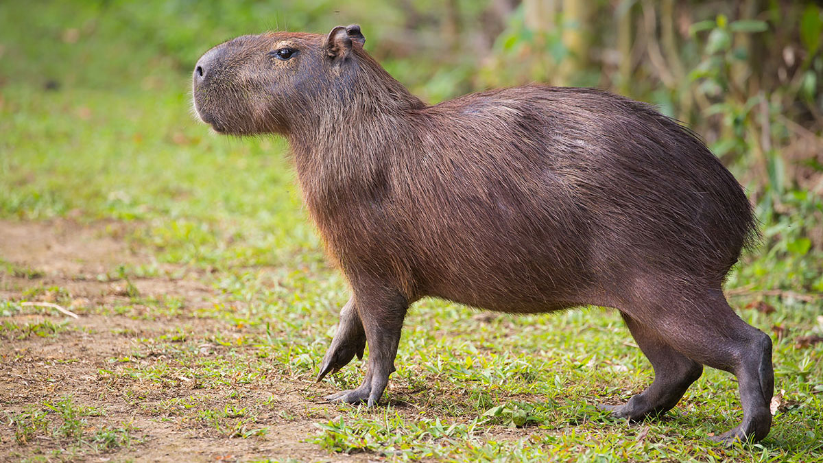 Sagittarius animal capybara