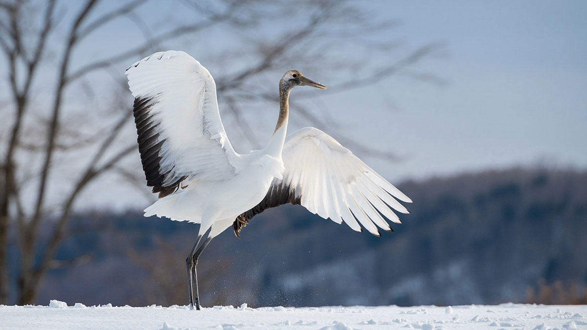 Sagittarius animal crane