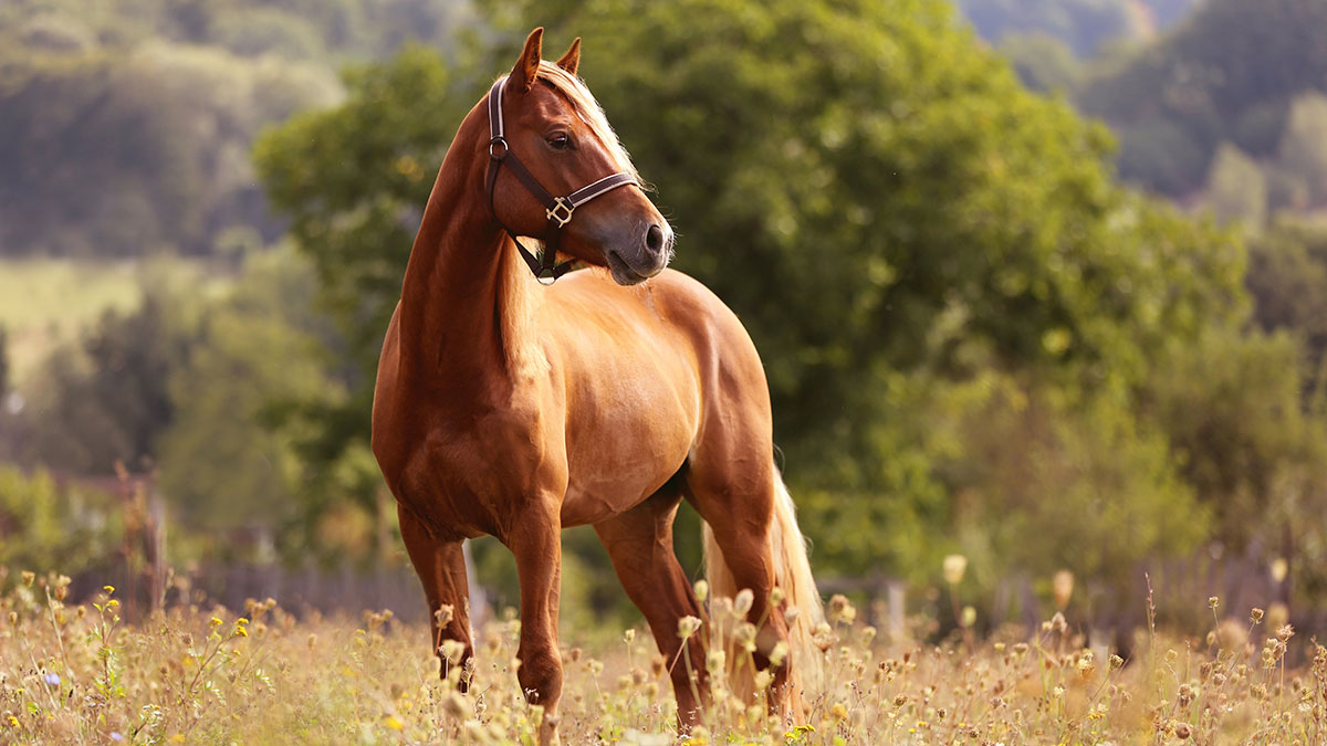 Sagittarius animal horse