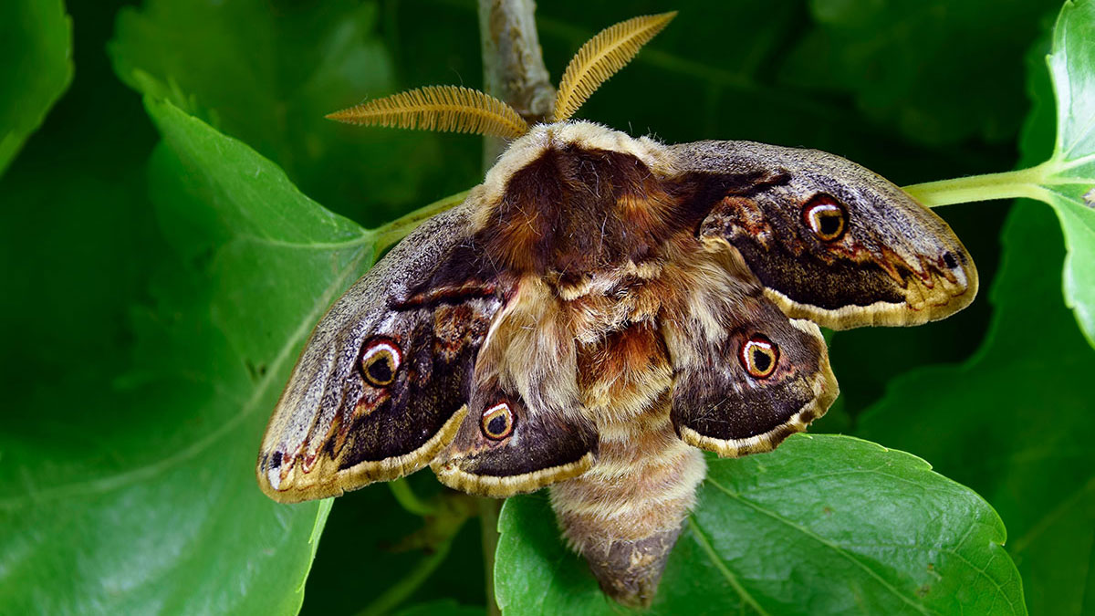 Sagittarius animal moth