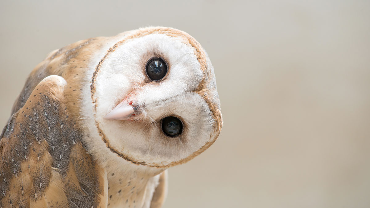 Sagittarius animal owl