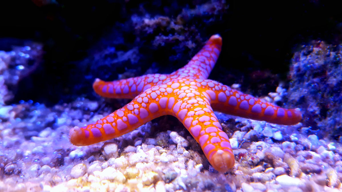 Sagittarius animal starfish