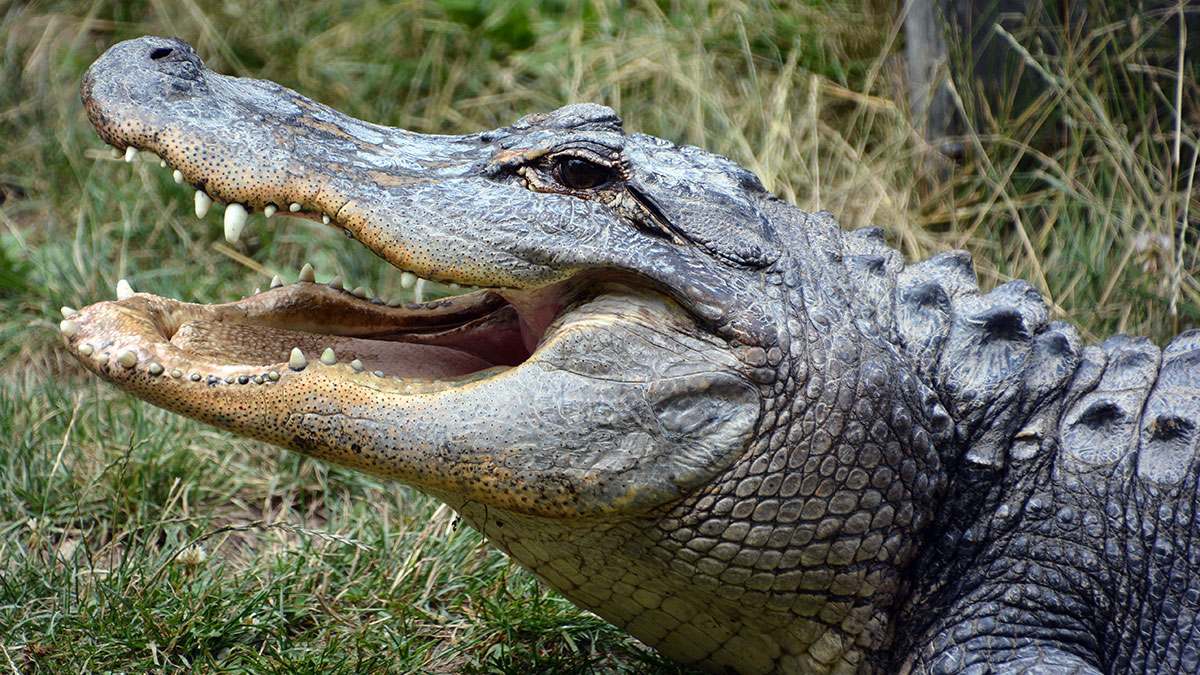 Scorpio animal alligator