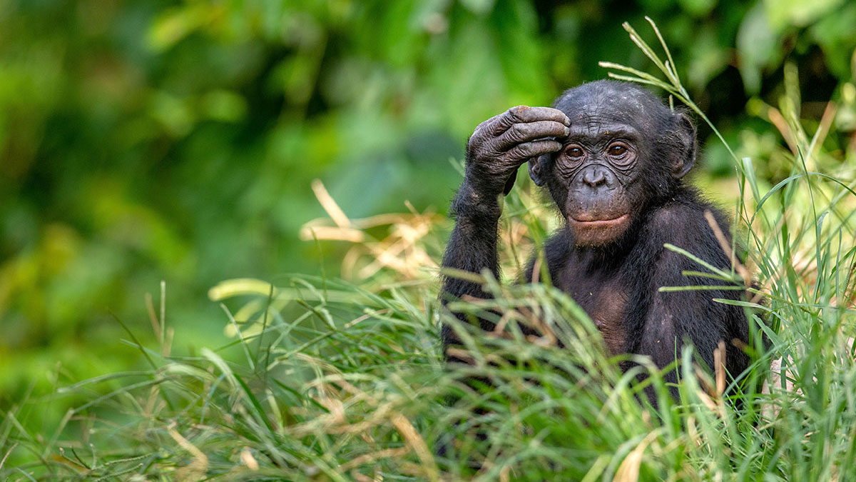 Scorpio animal bonobo