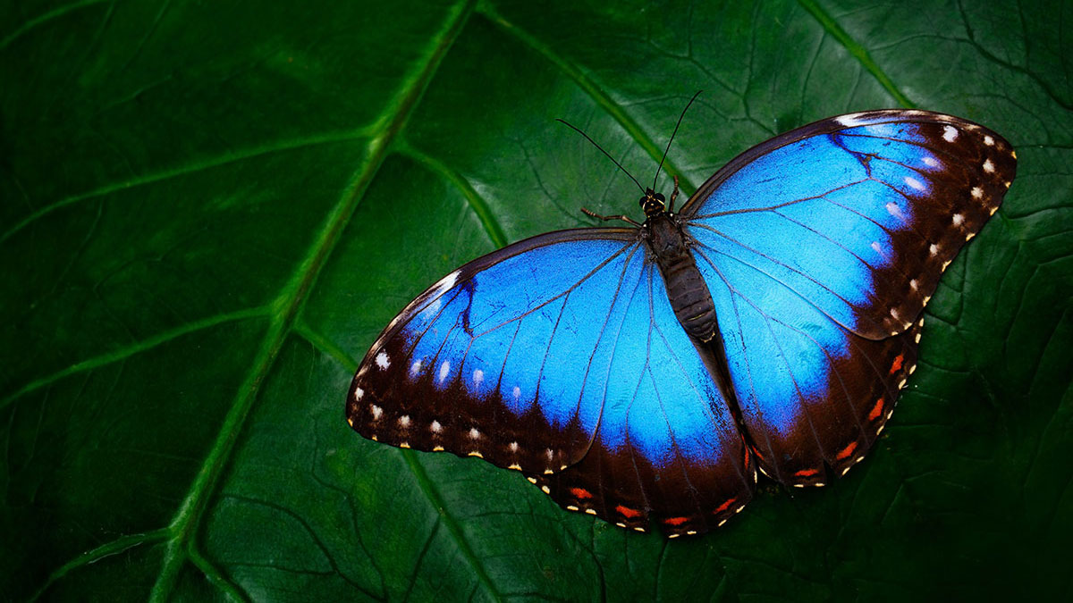 Scorpio animal butterfly