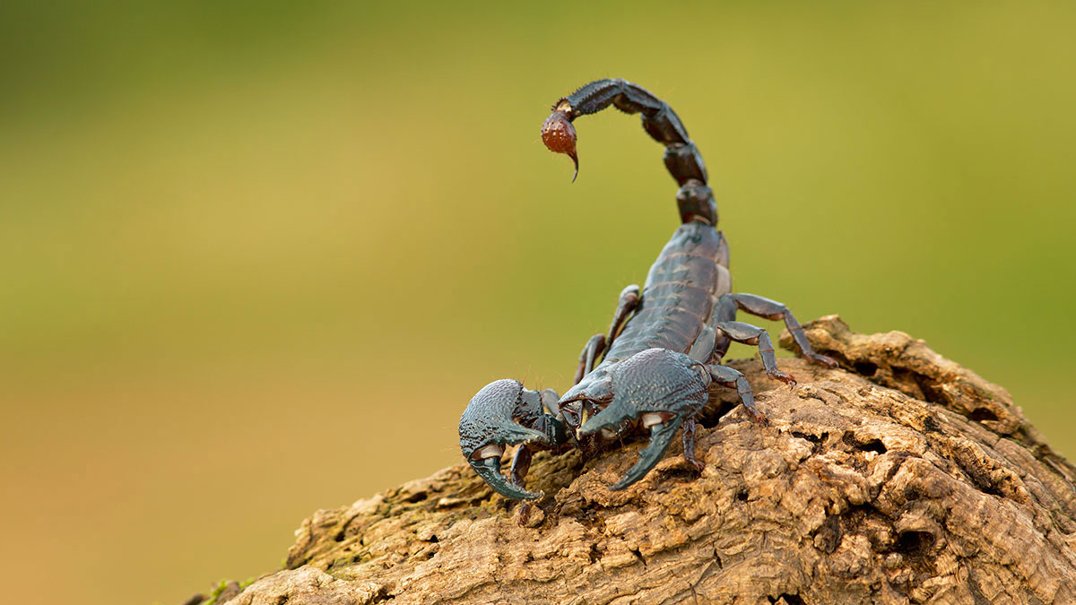 Scorpio man animal scorpion