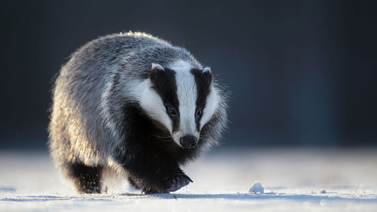 Scorpio woman animal badger