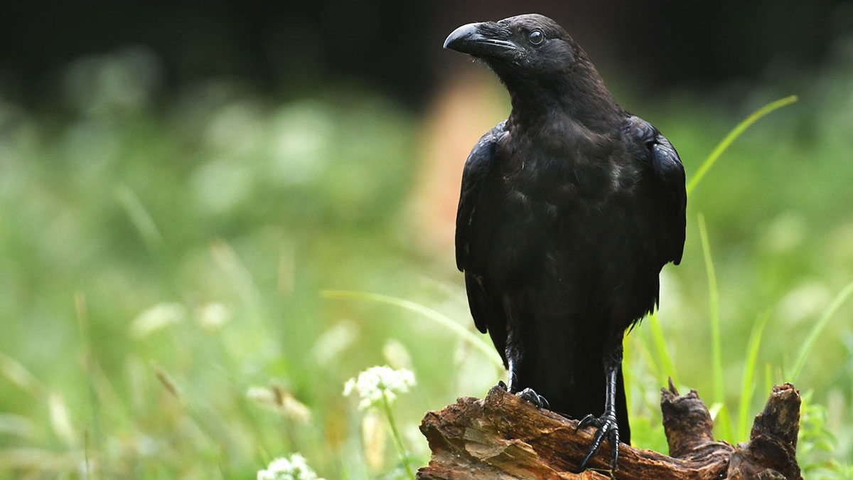 Scorpio woman animal raven