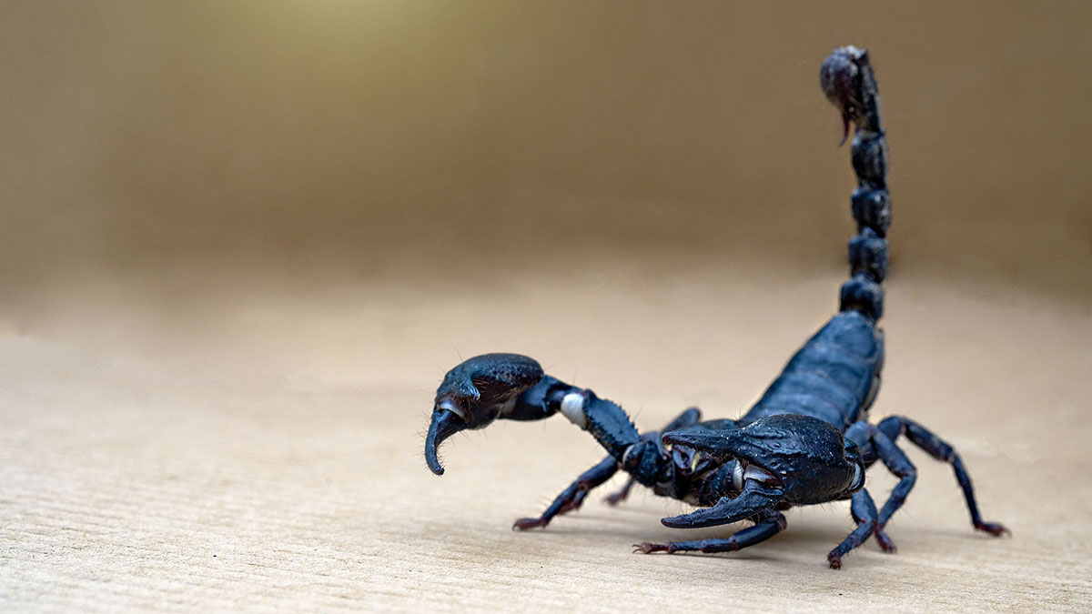 Scorpio woman animal scorpion