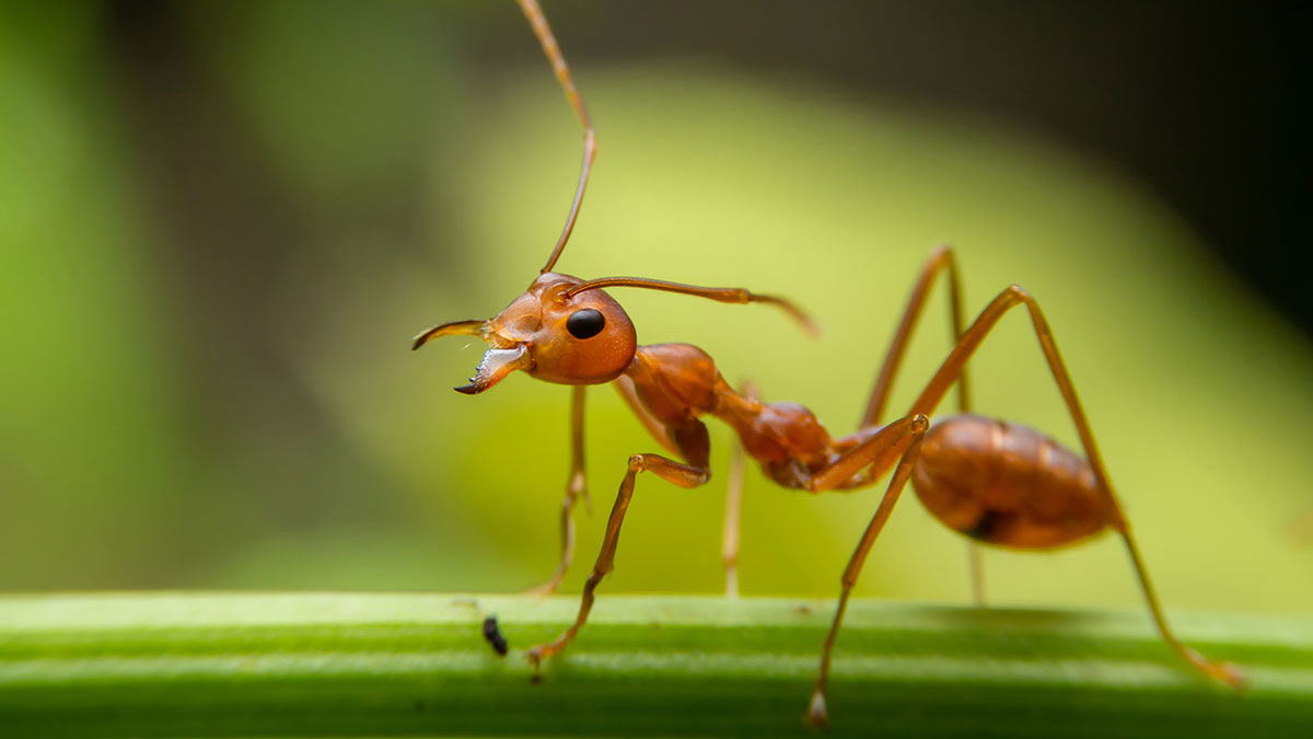 Taurus man animal ant