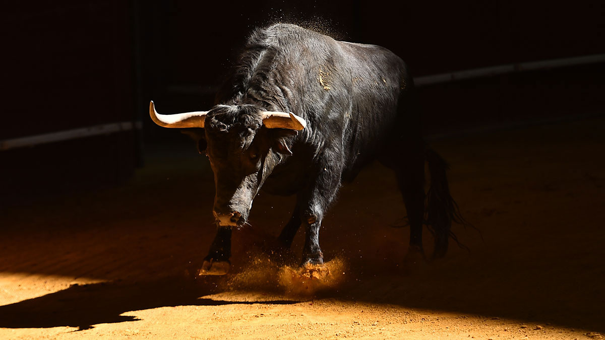 Taurus man animal bull