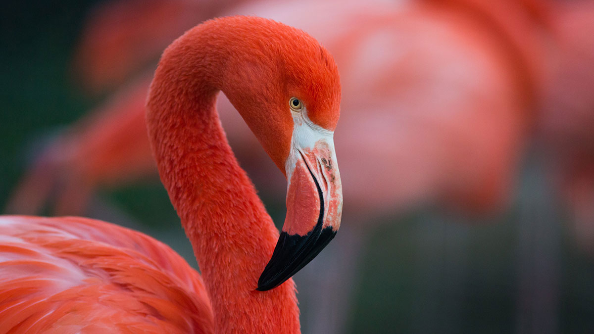 Taurus man animal flamingo