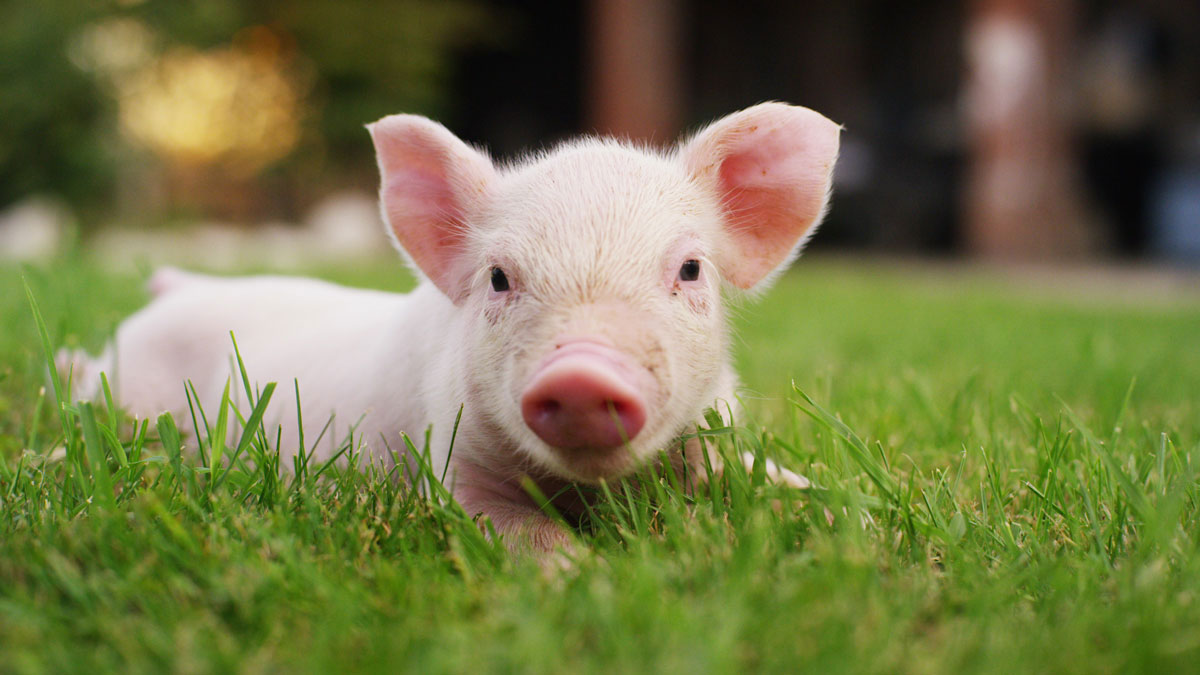 Taurus man animal pig