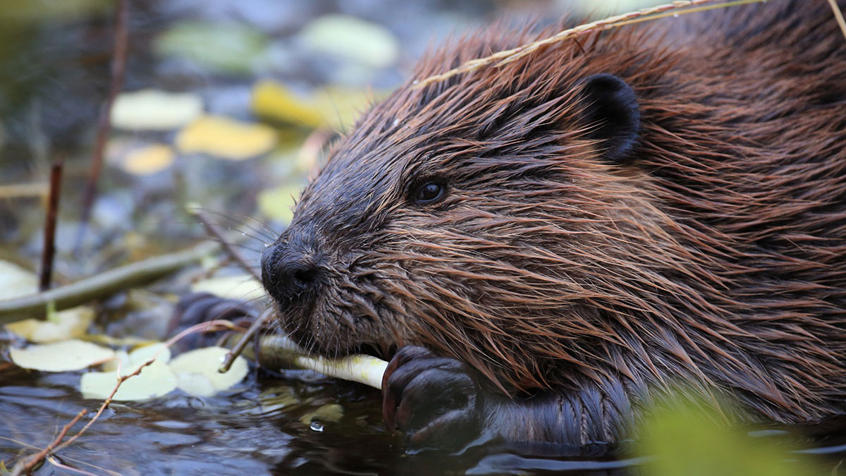 Taurus woman animal beaver