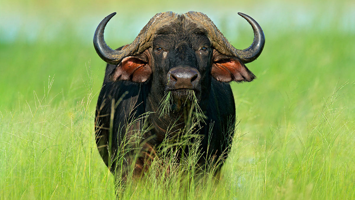 Taurus woman animal buffalo