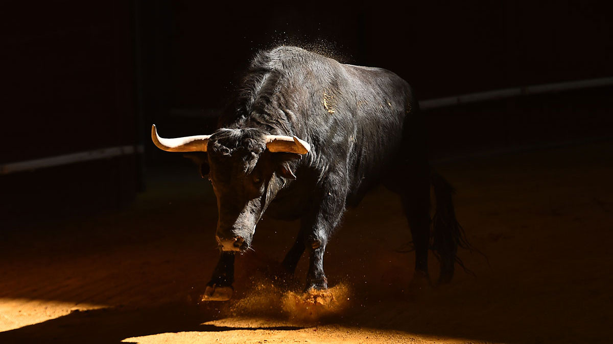 Taurus woman animal bull