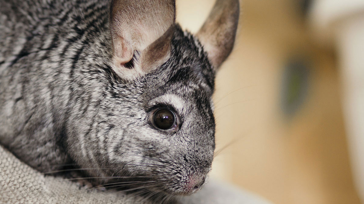 Taurus woman animal chinchilla