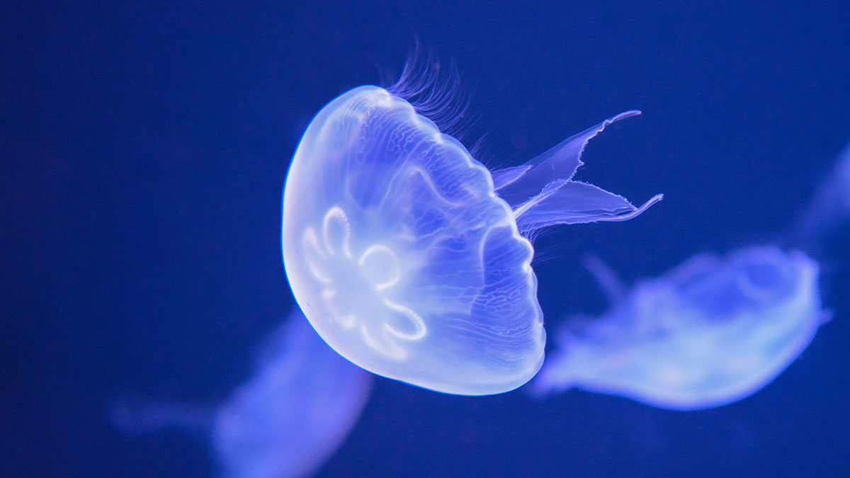 Virgo animal jellyfish