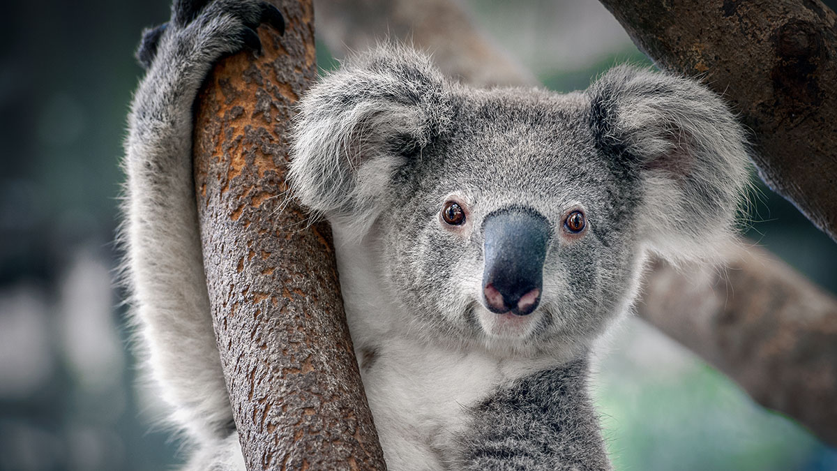 Virgo animal koala