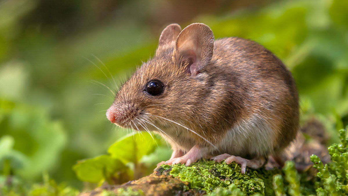 Virgo animal mouse