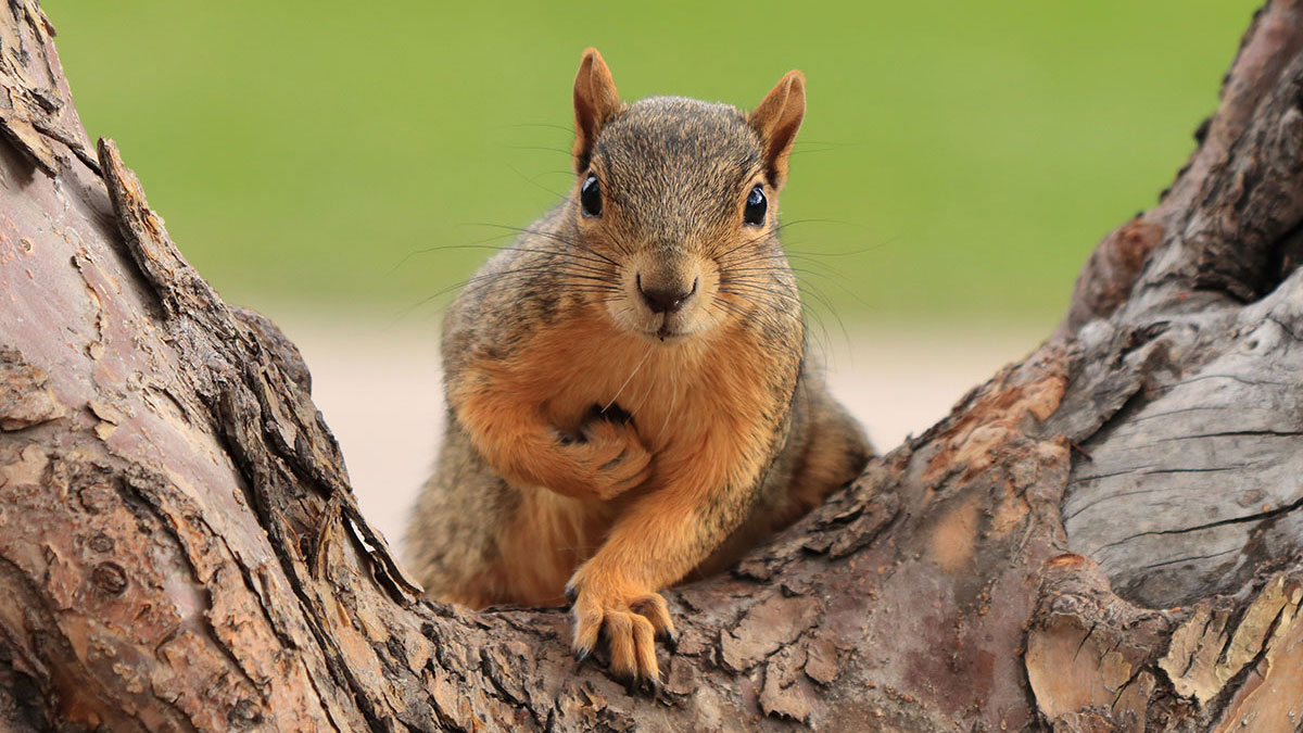 Virgo animal squirrel