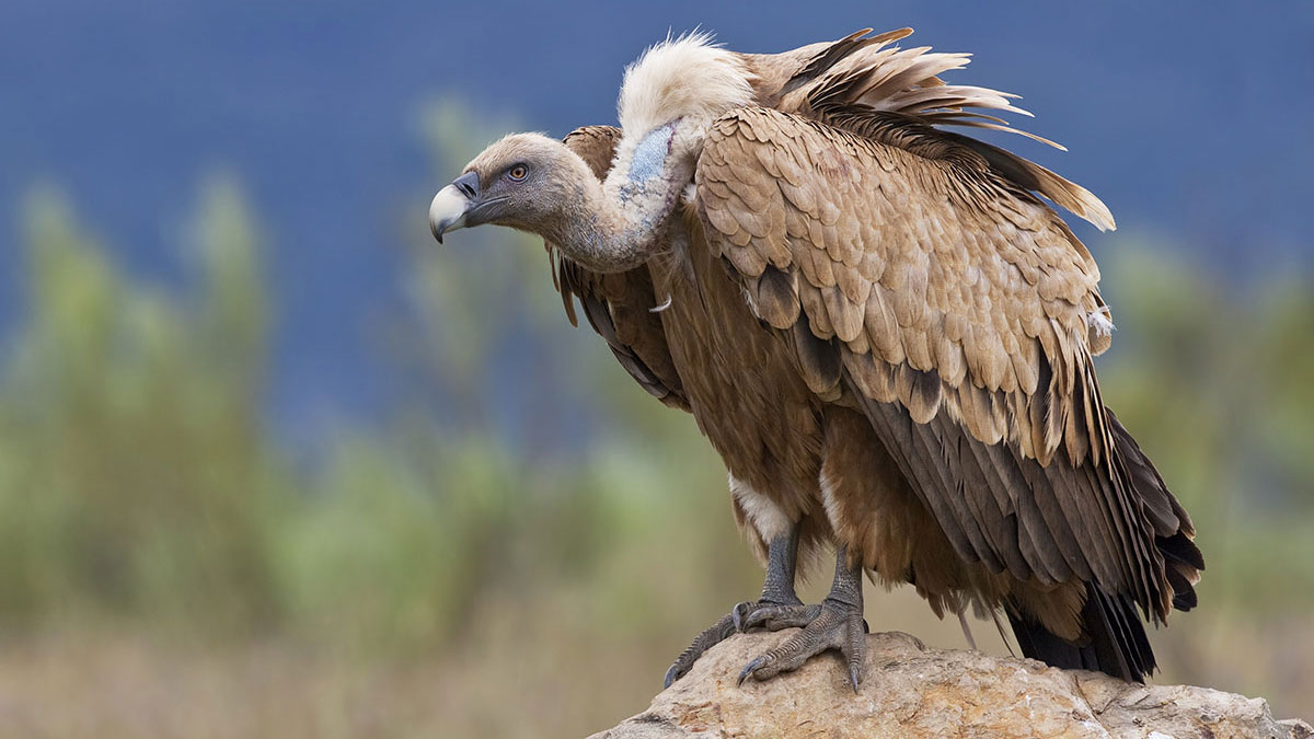 Virgo animal vulture