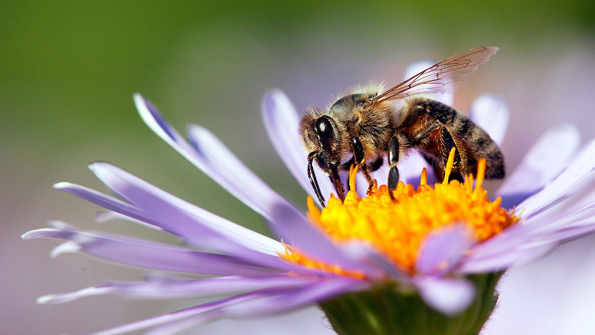 Virgo woman animal bee