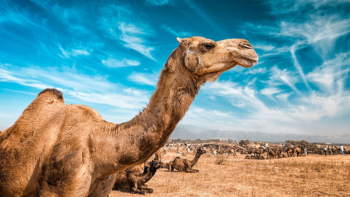 Virgo woman animal camel